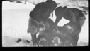 Image of Two Inuit bend over dead musk-oxen